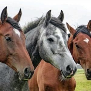 Meet your Posher, Oscar